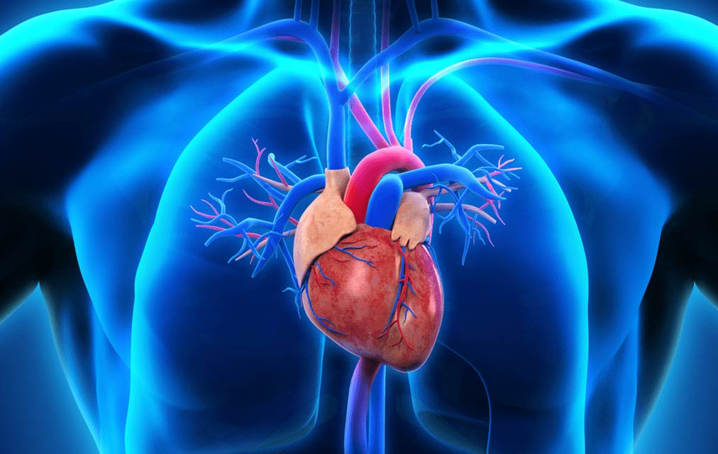 Quelles sont les causes de la cardiopathie ischémique et comment fonctionne-t-elle ?